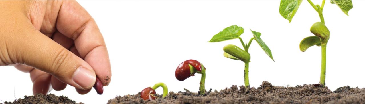 יד של איש שותל צמח וצמח גדל והולך