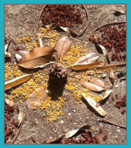 עלים וזרדים יוצרים פרח באדמה