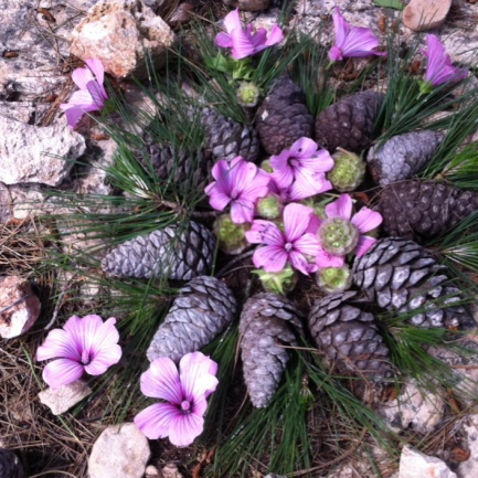 מנדלה לשפה הערבית