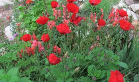 כלניות בגינת המכללה